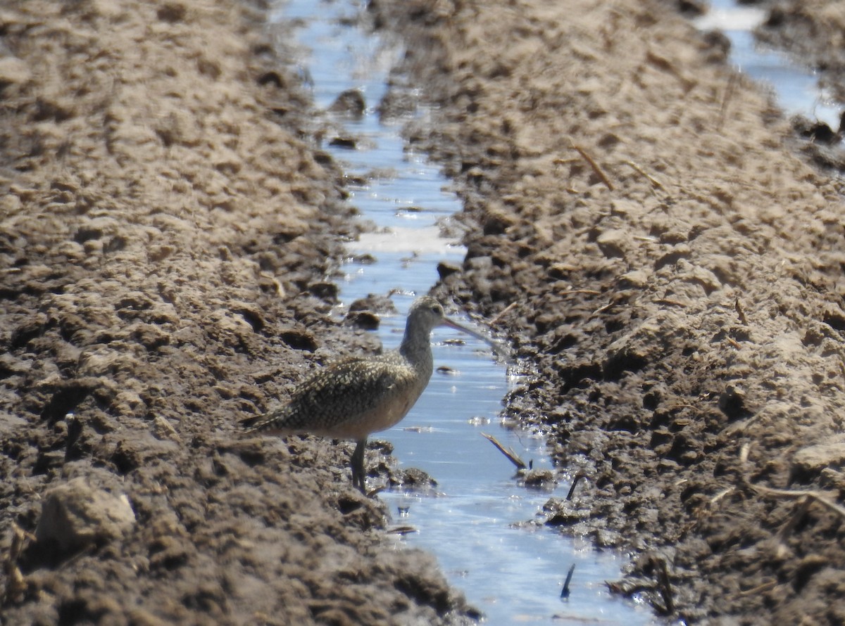 Long-billed Curlew - ML621164722