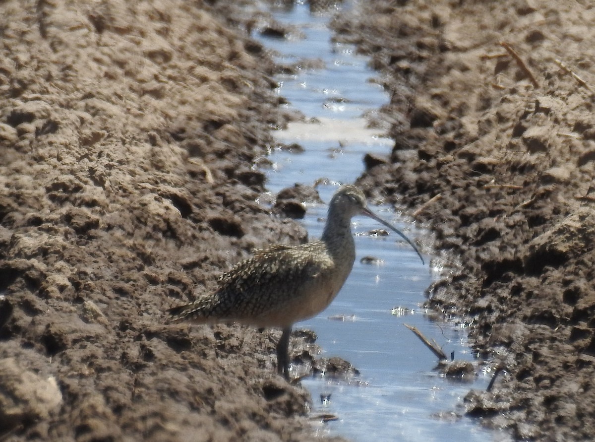 Long-billed Curlew - ML621164723