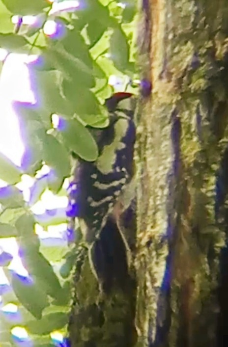 Great Spotted Woodpecker - ML621164726
