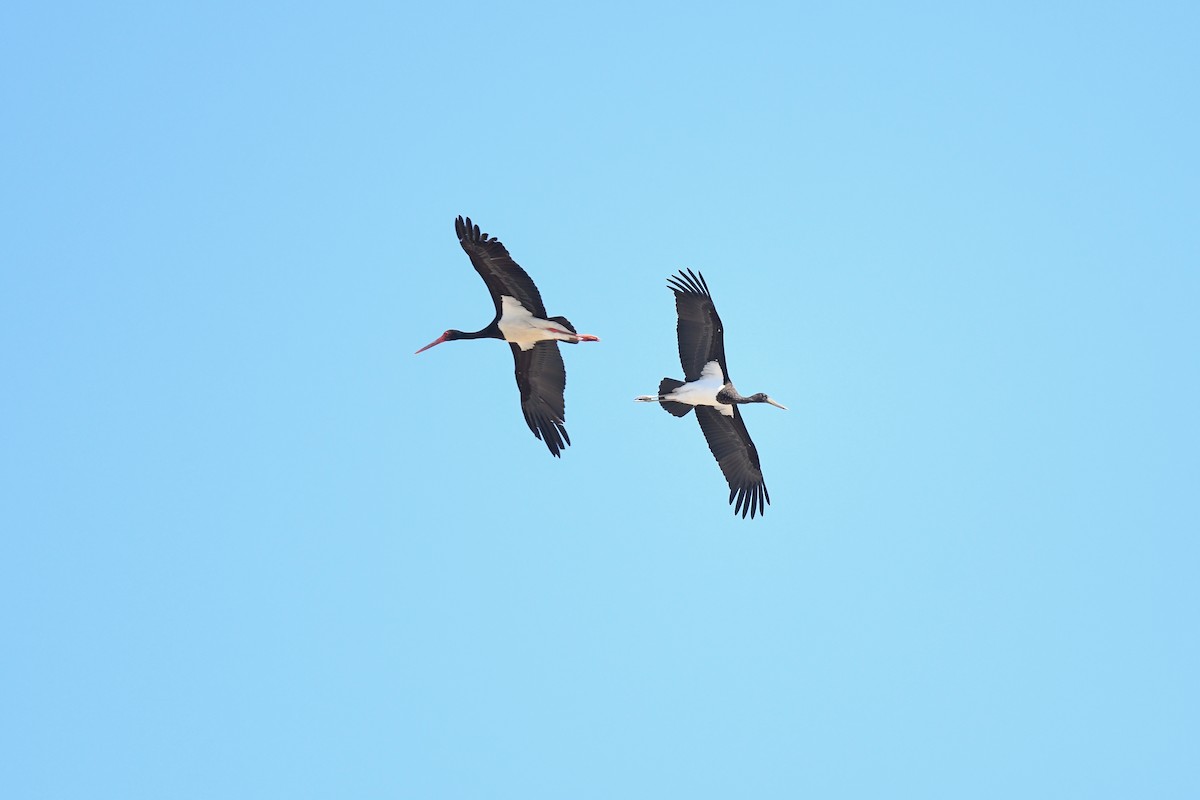 Black Stork - ML621164732