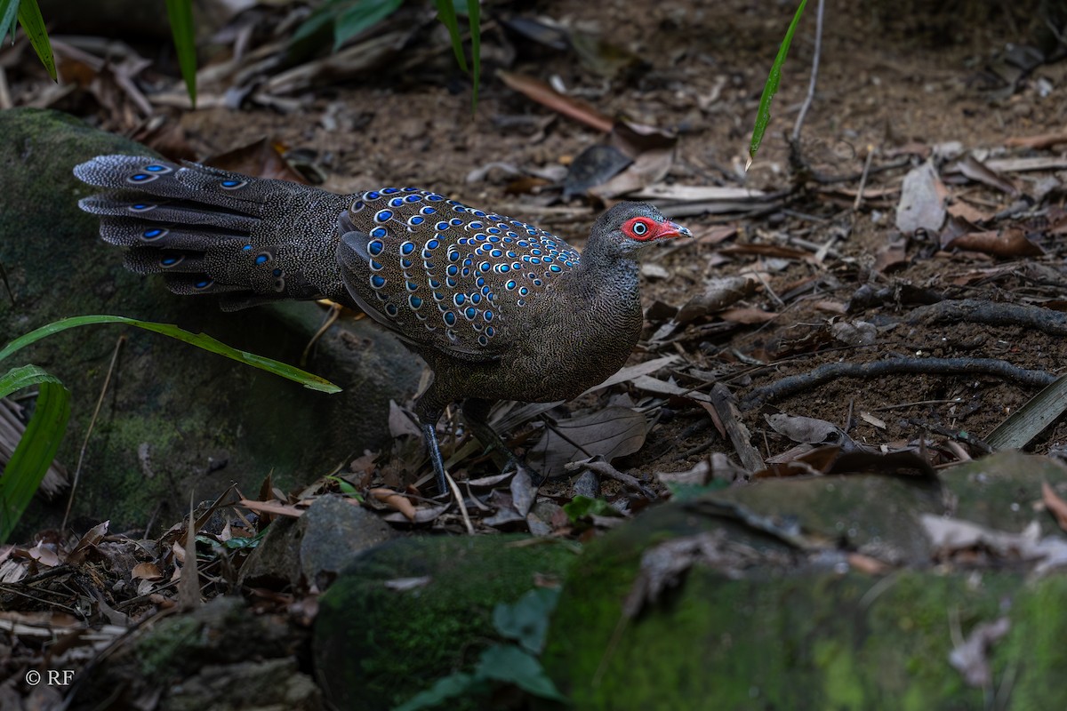 Hainan Peacock-Pheasant - ML621164745