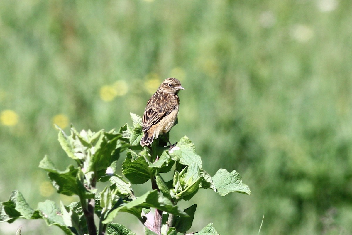 Whinchat - ML621164758