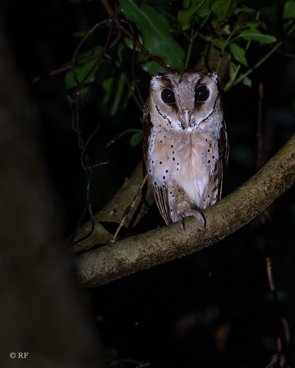 Oriental Bay-Owl - ML621164764