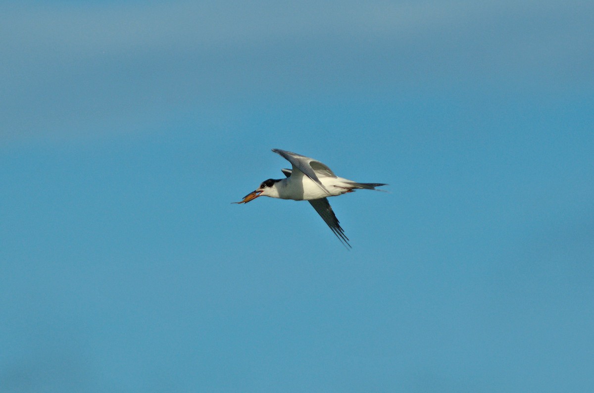 Common Tern - ML621164770