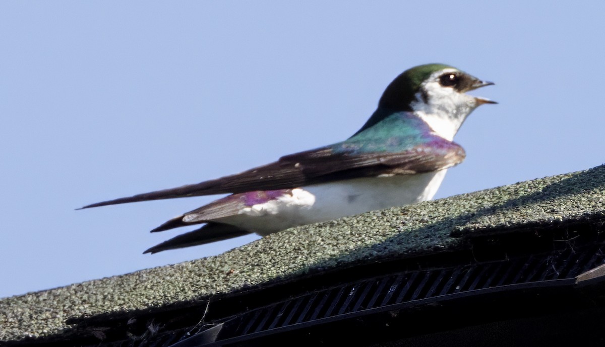 Violet-green Swallow - ML621164772