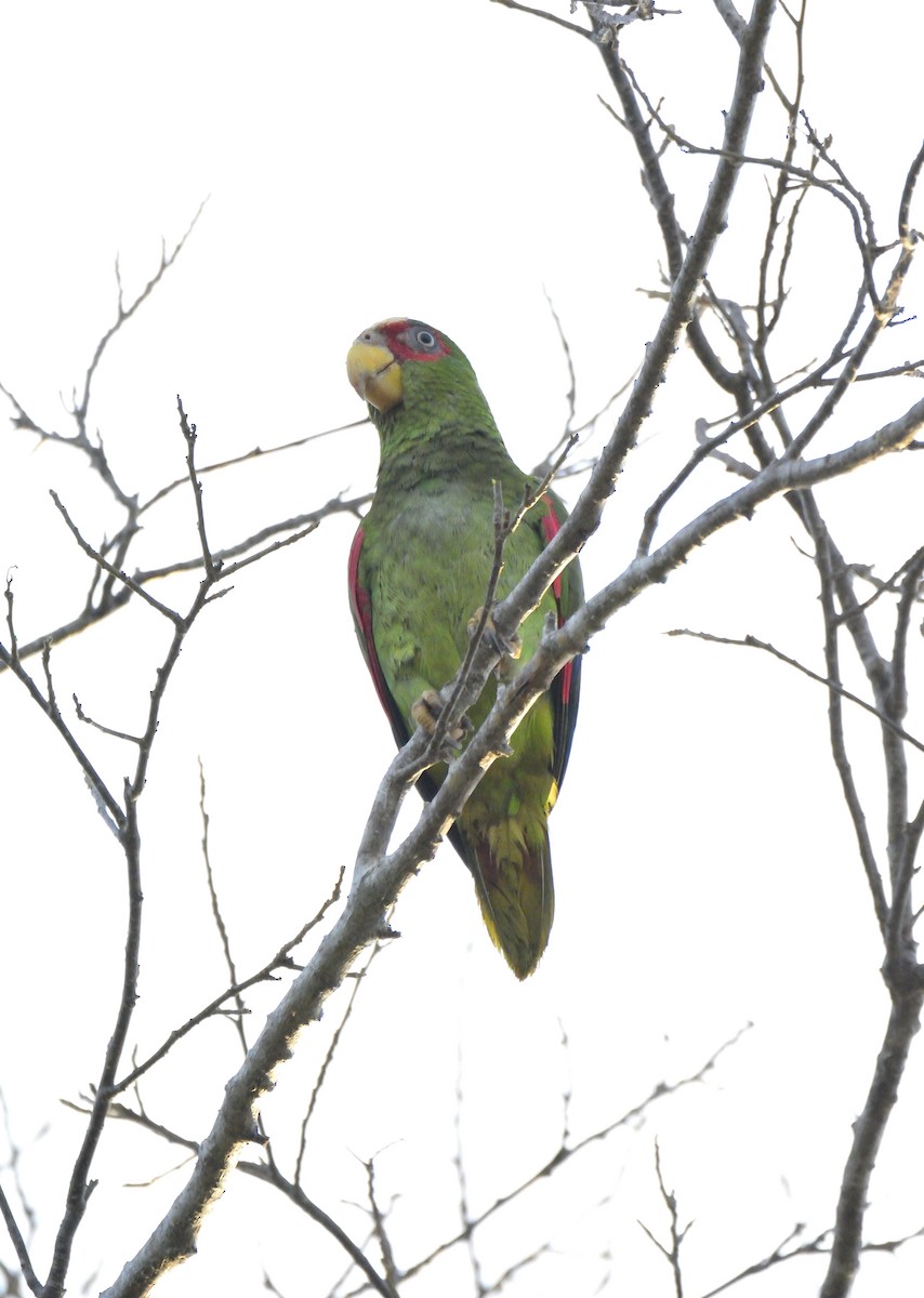 White-fronted Parrot - ML621164780