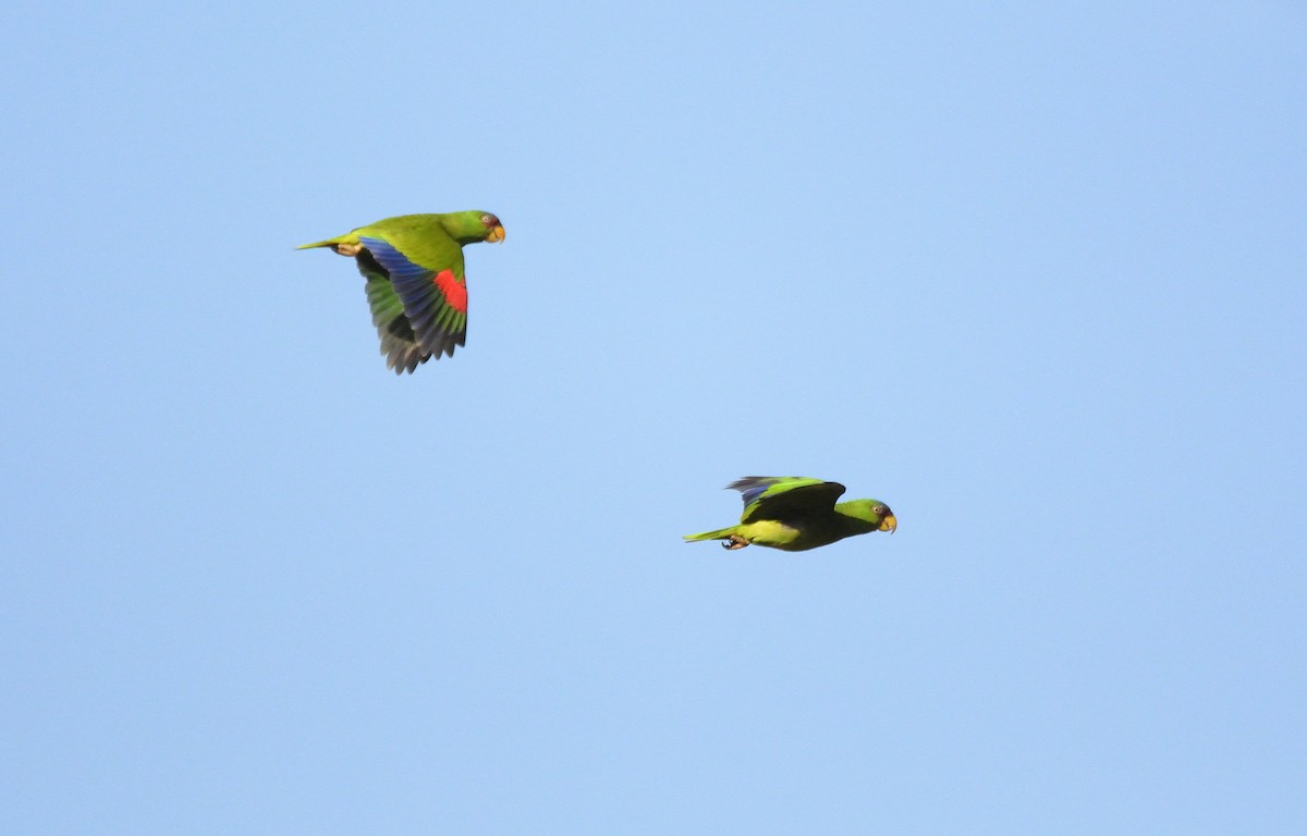White-fronted Parrot - ML621164781