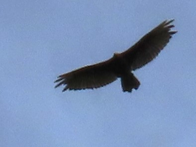 Turkey Vulture - ML621164859