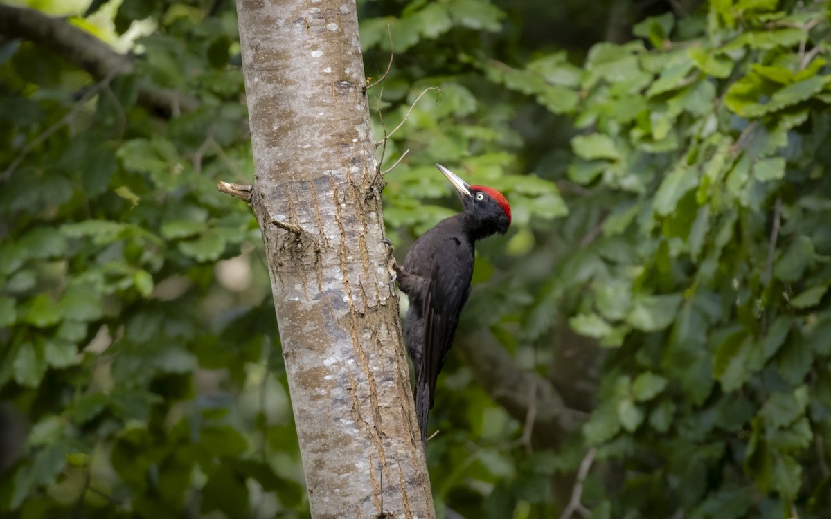 Black Woodpecker - ML621164865