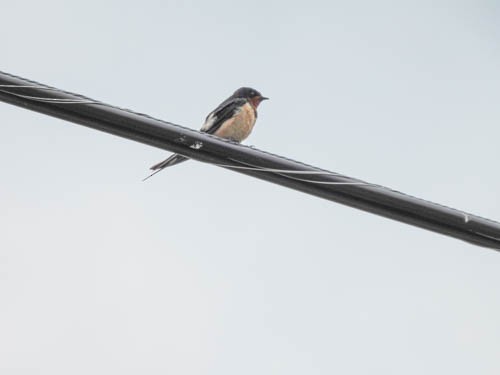 Barn Swallow - ML621164870