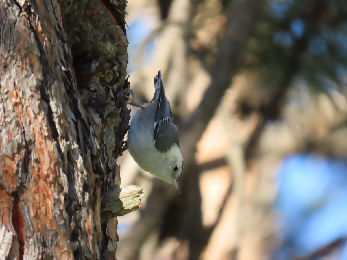 White-breasted Nuthatch - ML621164873