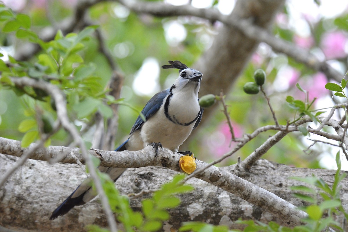 White-throated Magpie-Jay - ML621164886