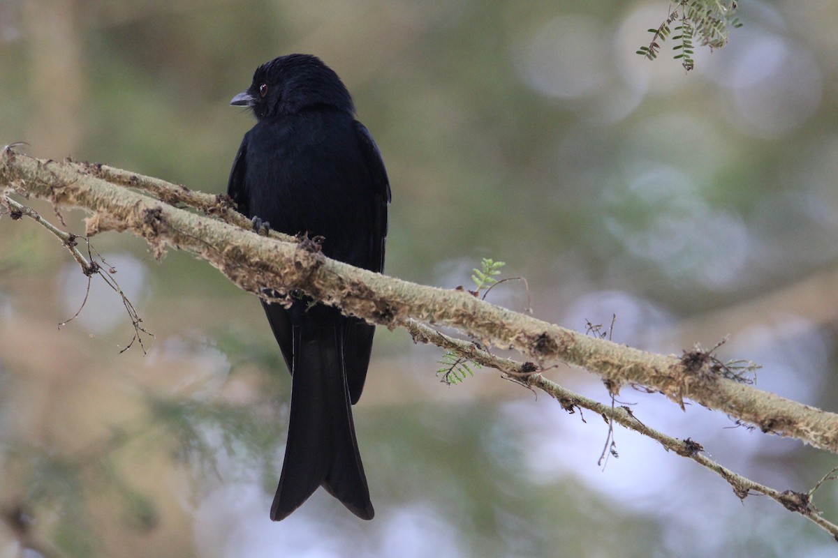 Fork-tailed Drongo - ML621164898