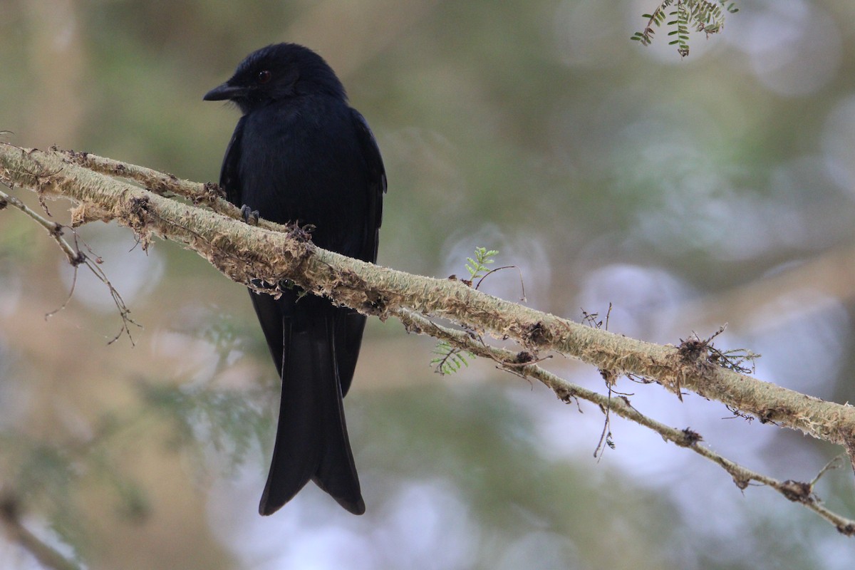 Fork-tailed Drongo - ML621164900