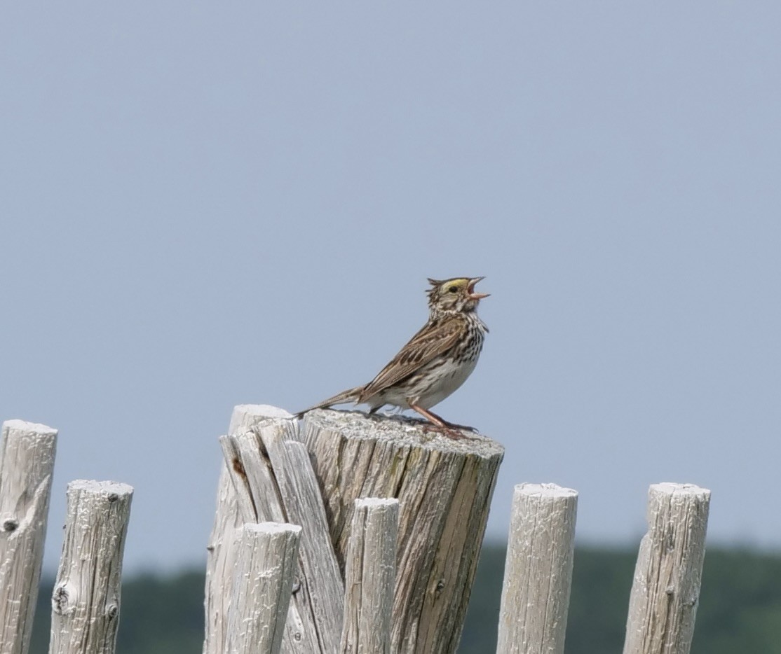 Savannah Sparrow - ML621164901