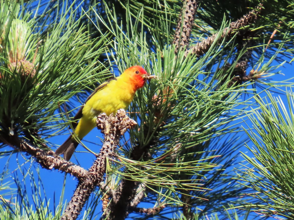 Western Tanager - ML621164926
