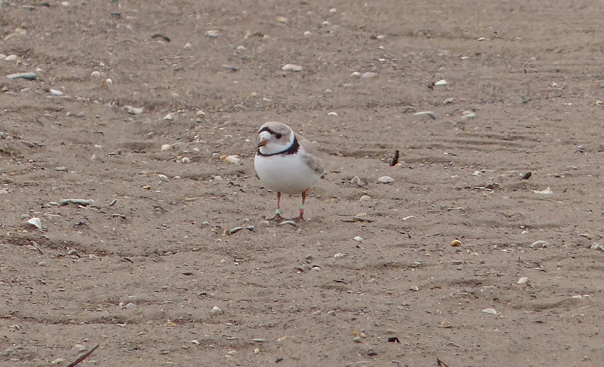 Piping Plover - ML621164933