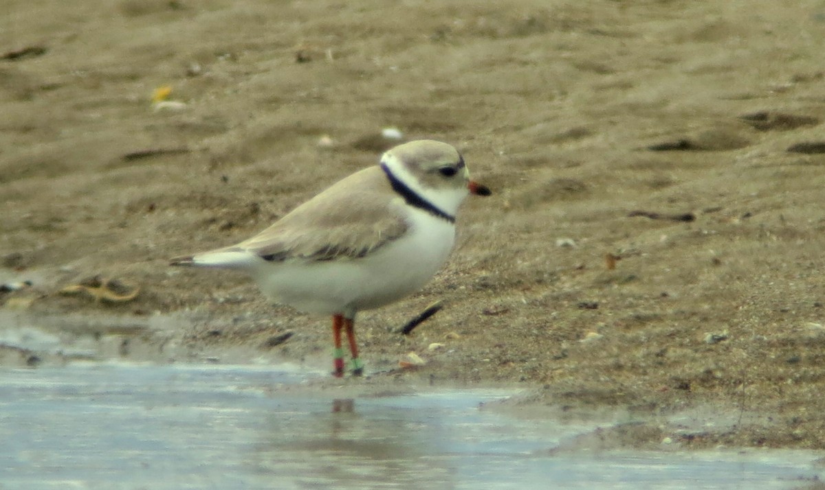Piping Plover - ML621164944