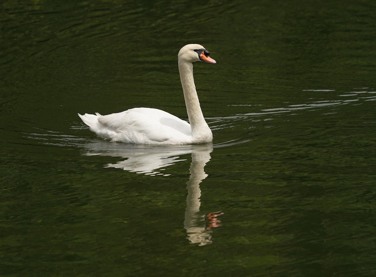 Mute Swan - ML621164949