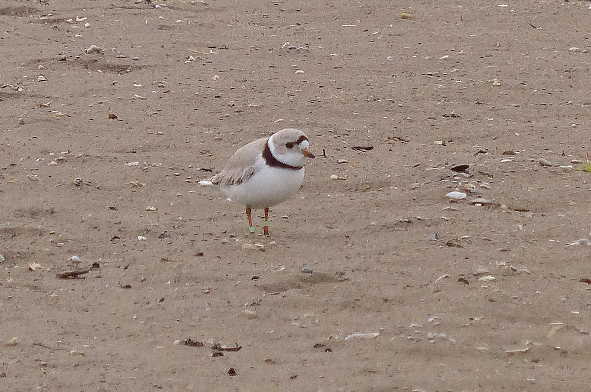 Piping Plover - ML621164951