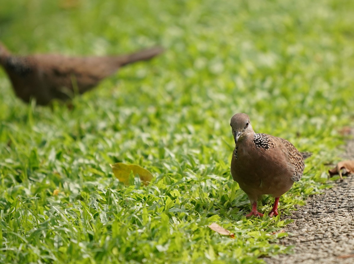 Spotted Dove - ML621164953