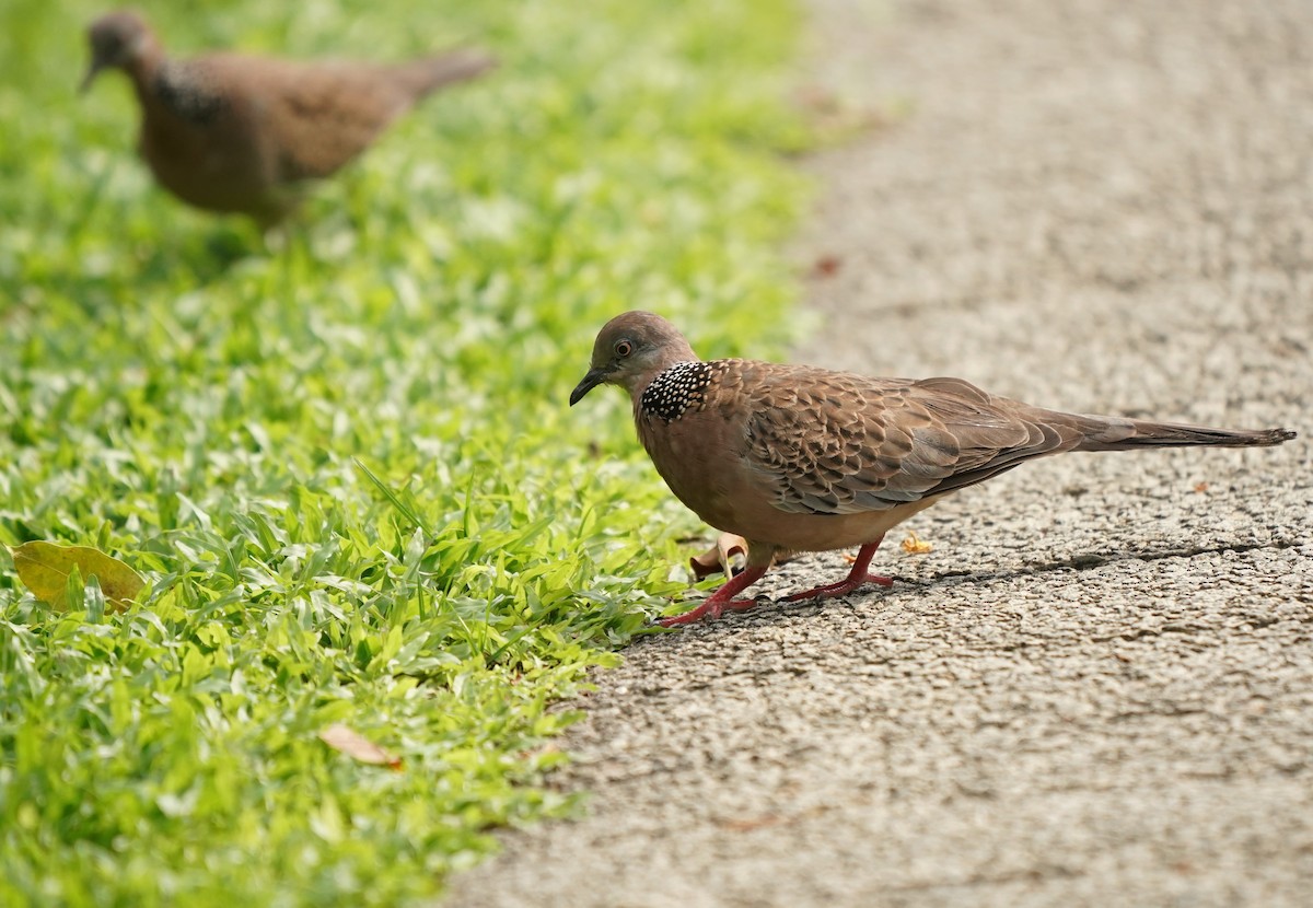 Spotted Dove - ML621164954