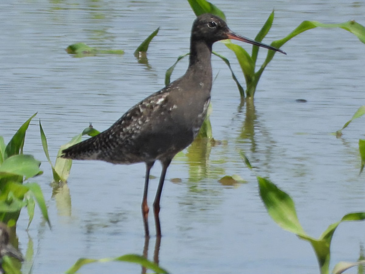 Spotted Redshank - ML621164960
