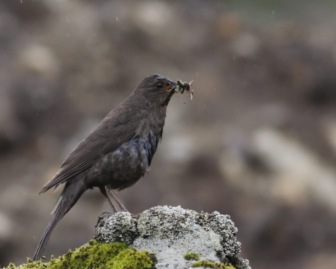 Tibetan Blackbird - ML621164981