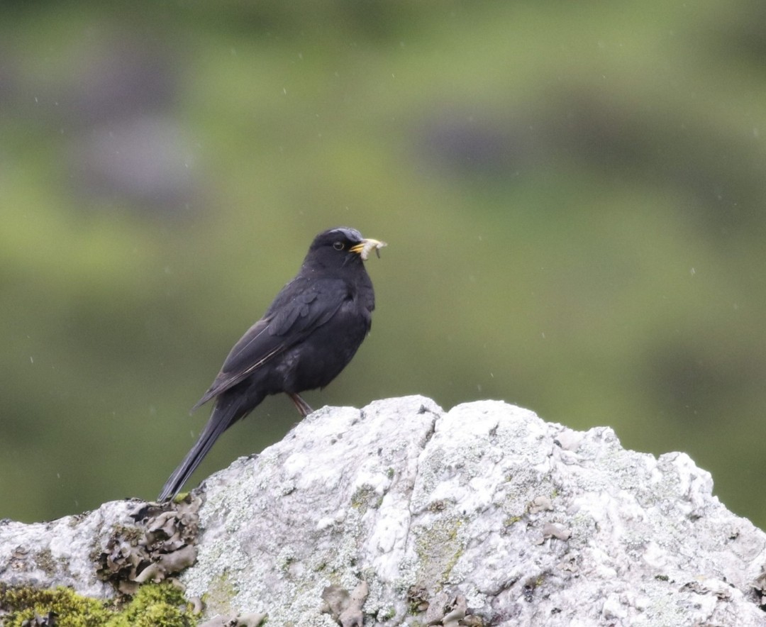 Tibetan Blackbird - ML621164982