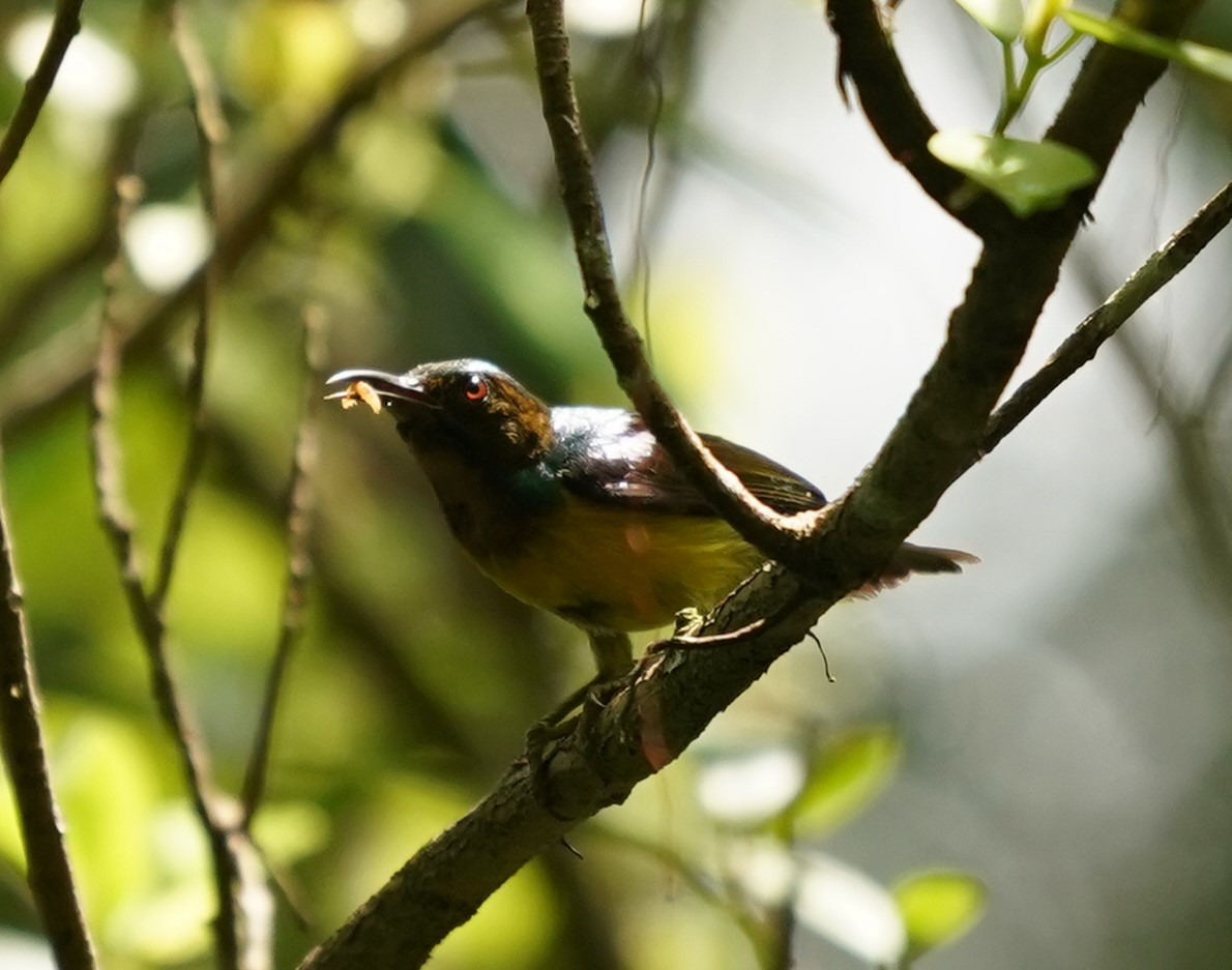Brown-throated Sunbird - ML621165008