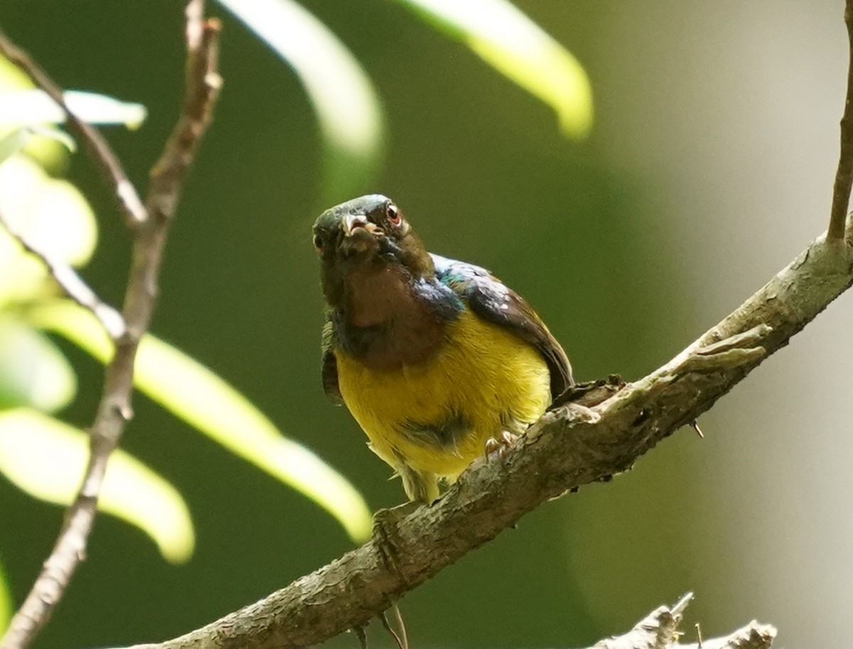 Brown-throated Sunbird - ML621165009