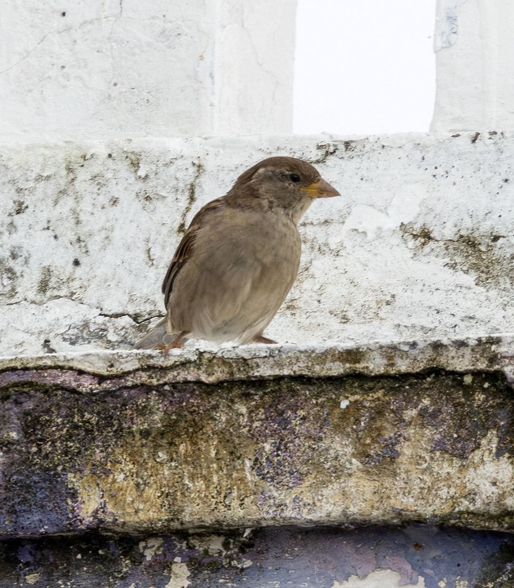 House Sparrow - ML621165022