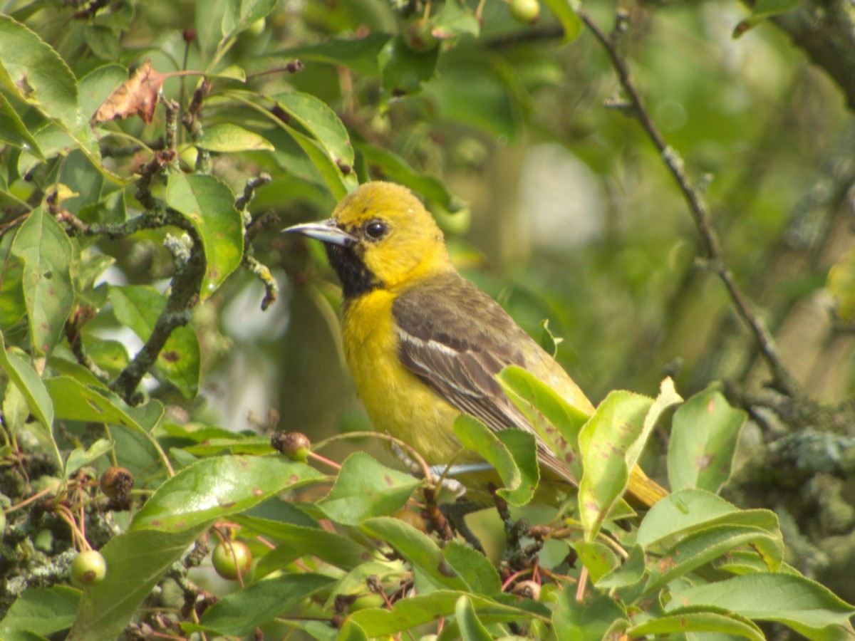 Orchard Oriole - ML621165036
