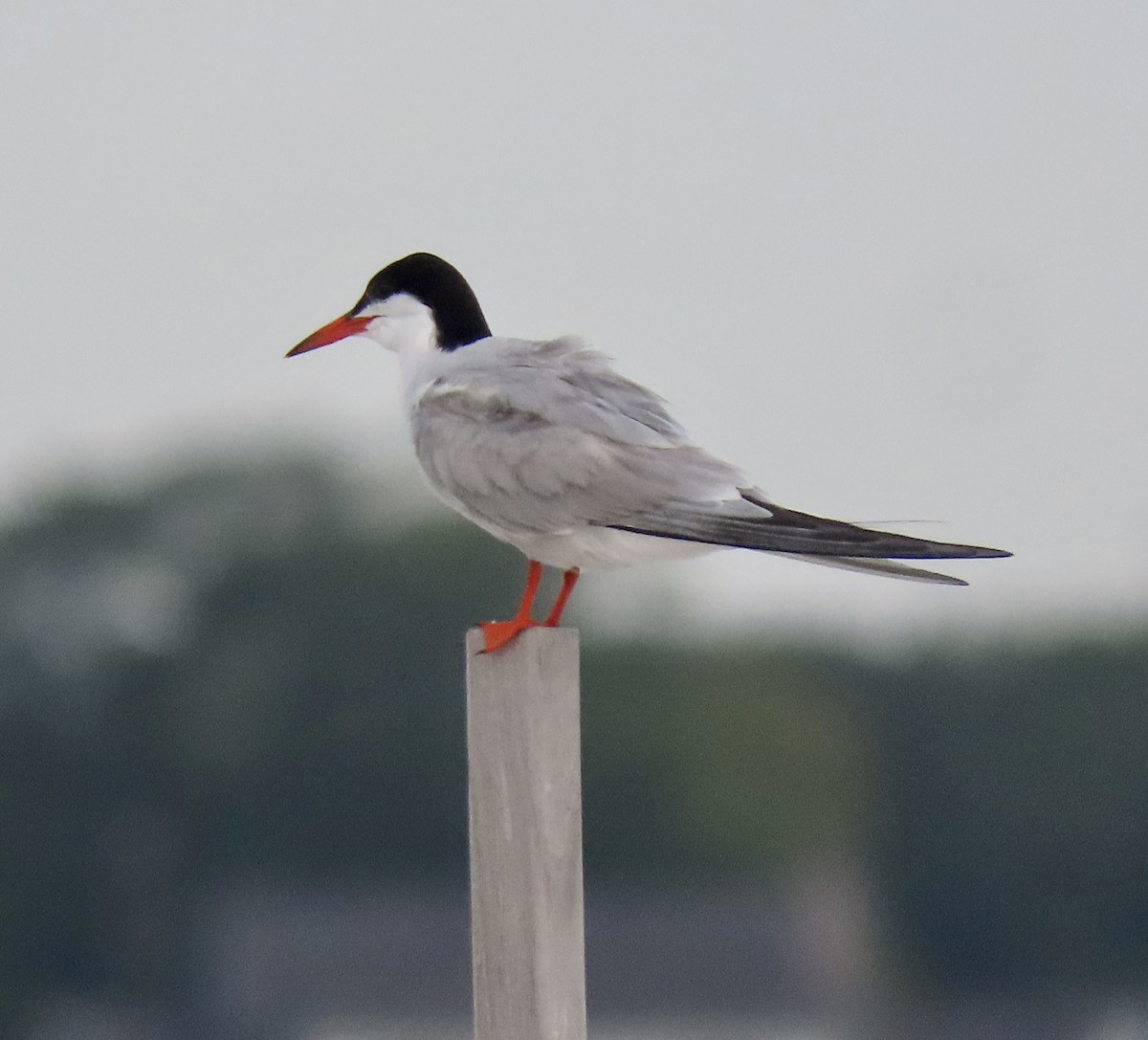 Common Tern - ML621165037