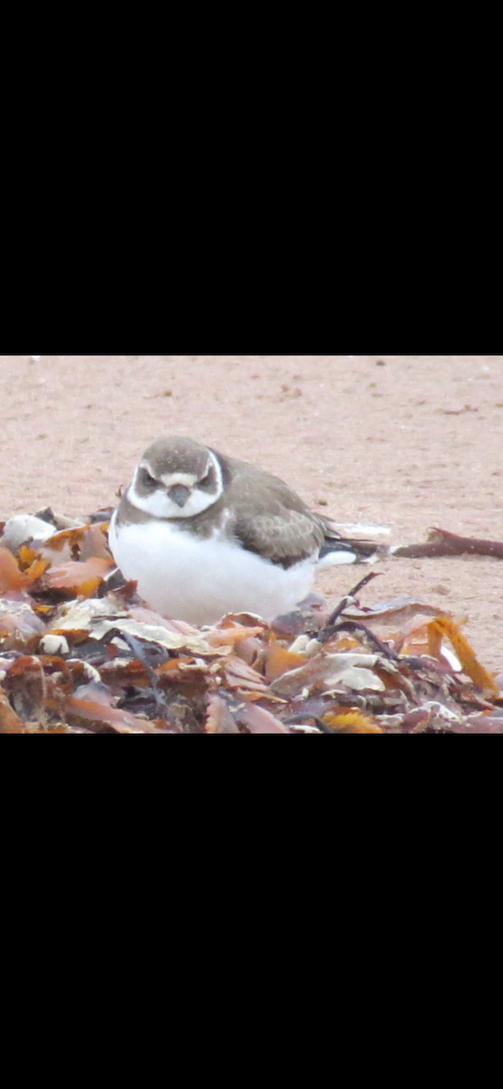 Piping Plover - ML621165038