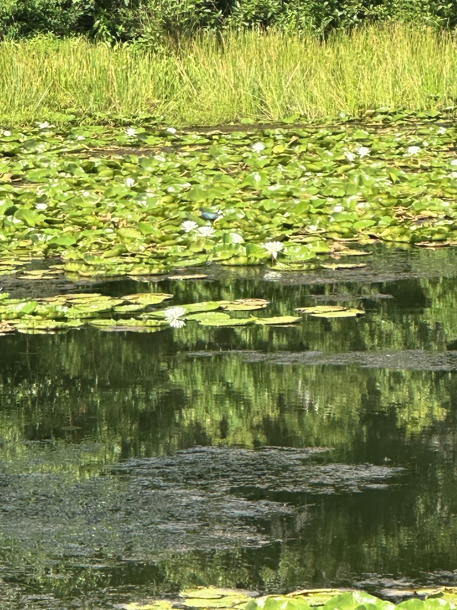 Purple Gallinule - ML621165042