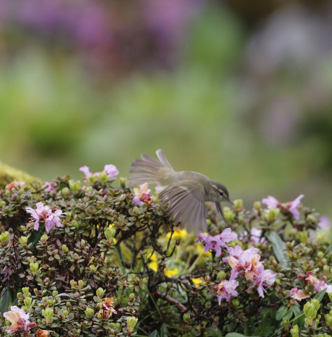 Buff-throated Warbler - ML621165048
