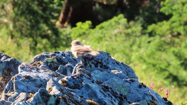 Rock Wren - ML621165051