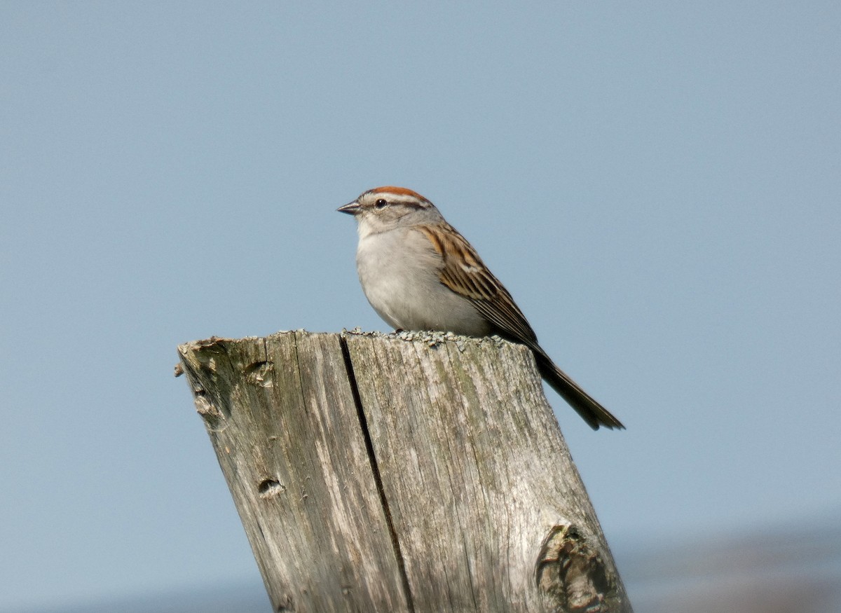 Chipping Sparrow - ML621165053