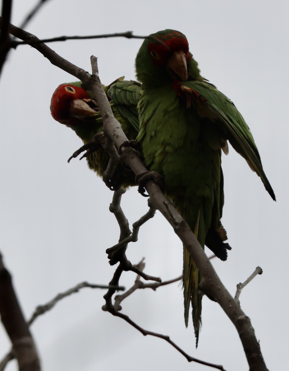 Guayaquil Papağanı - ML621165054