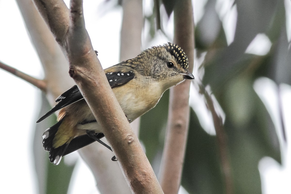 Spotted Pardalote - ML621165056