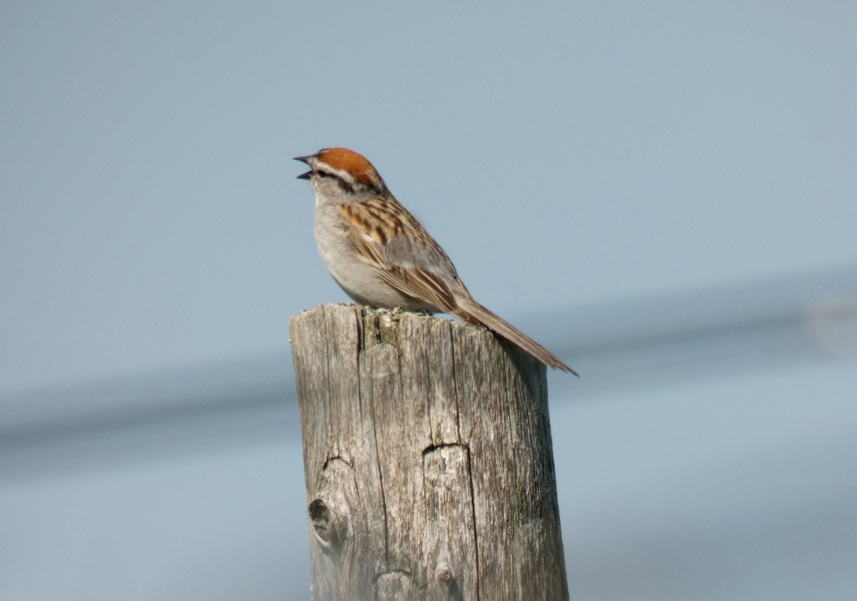 Chipping Sparrow - ML621165057