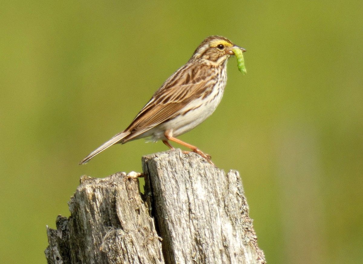 Savannah Sparrow - ML621165062