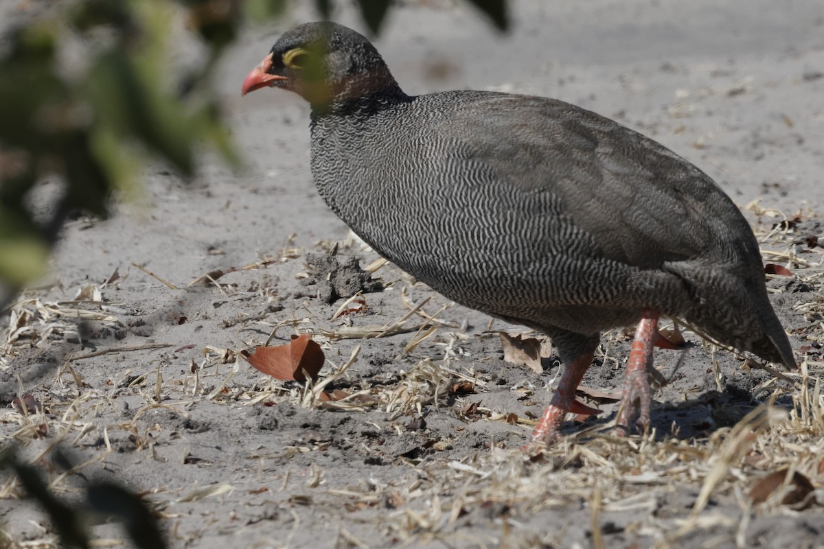 Francolin à bec rouge - ML621165064