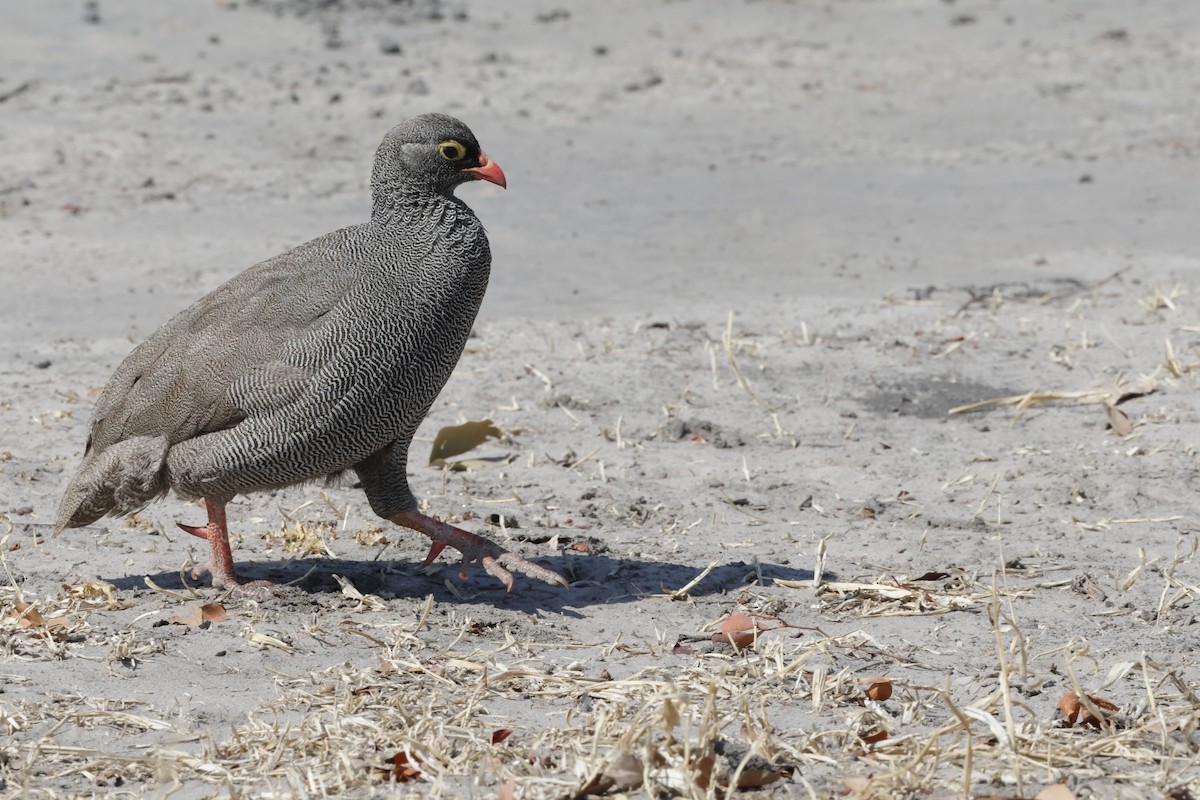 Red-billed Spurfowl - ML621165071