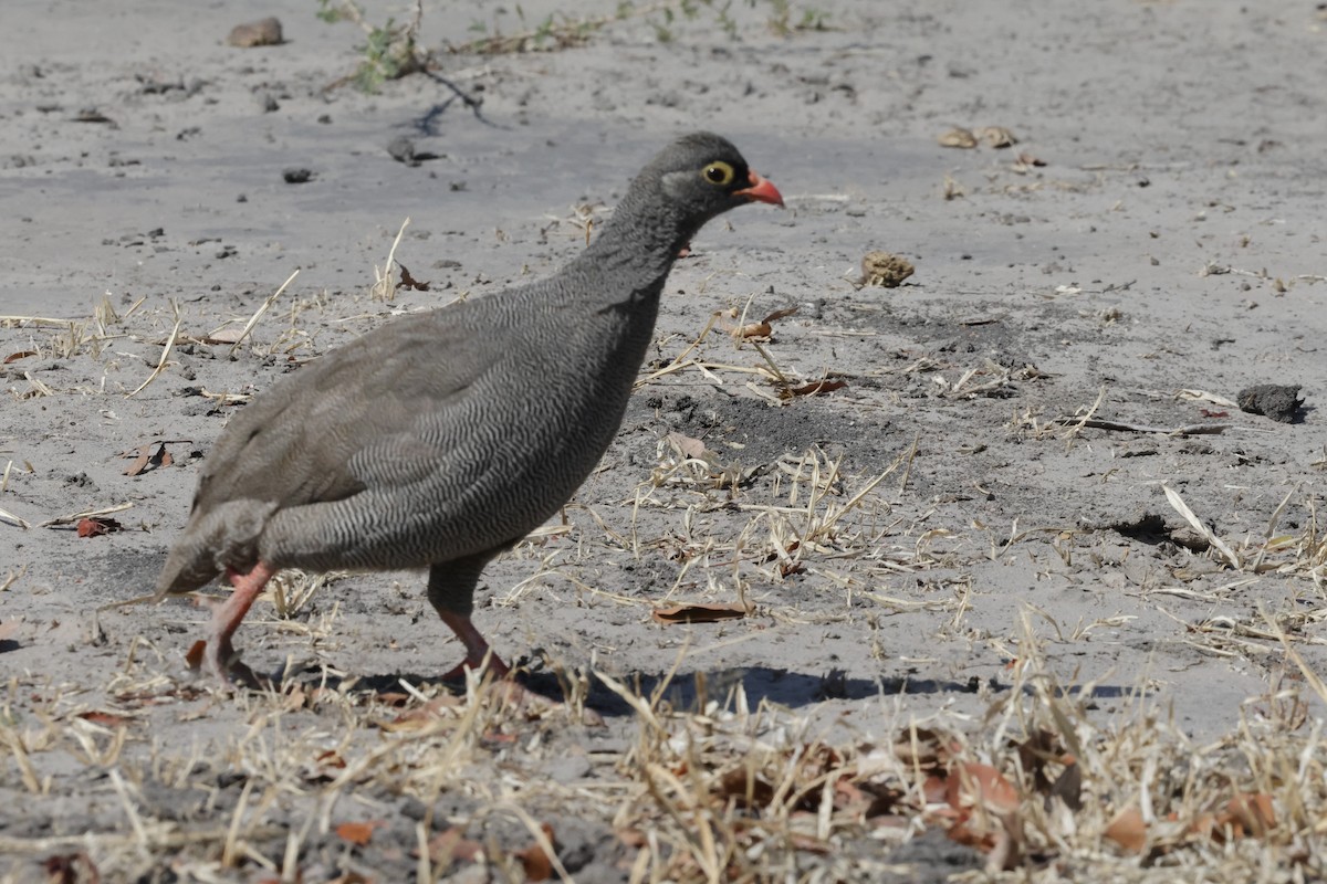 Red-billed Spurfowl - ML621165074