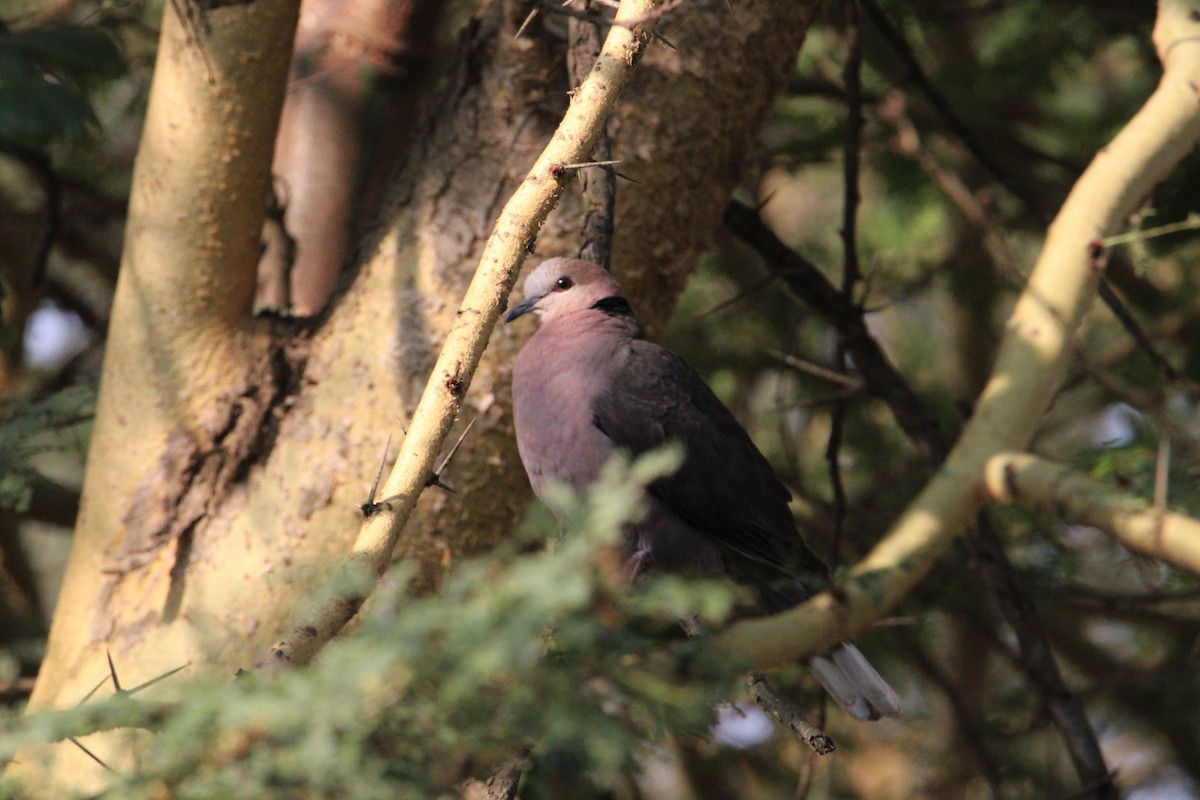 Red-eyed Dove - ML621165075