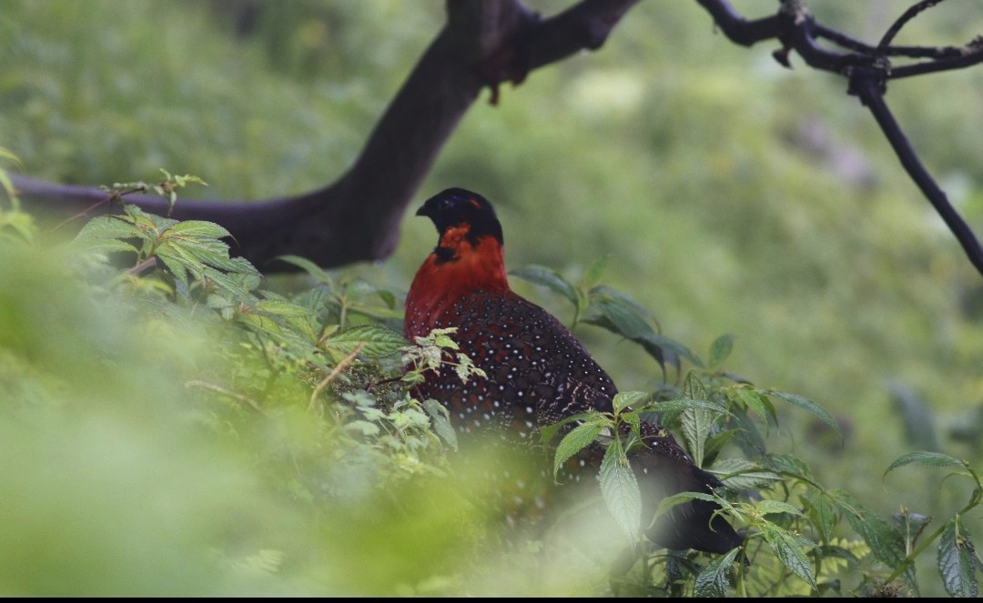 Satyr Tragopan - ML621165088
