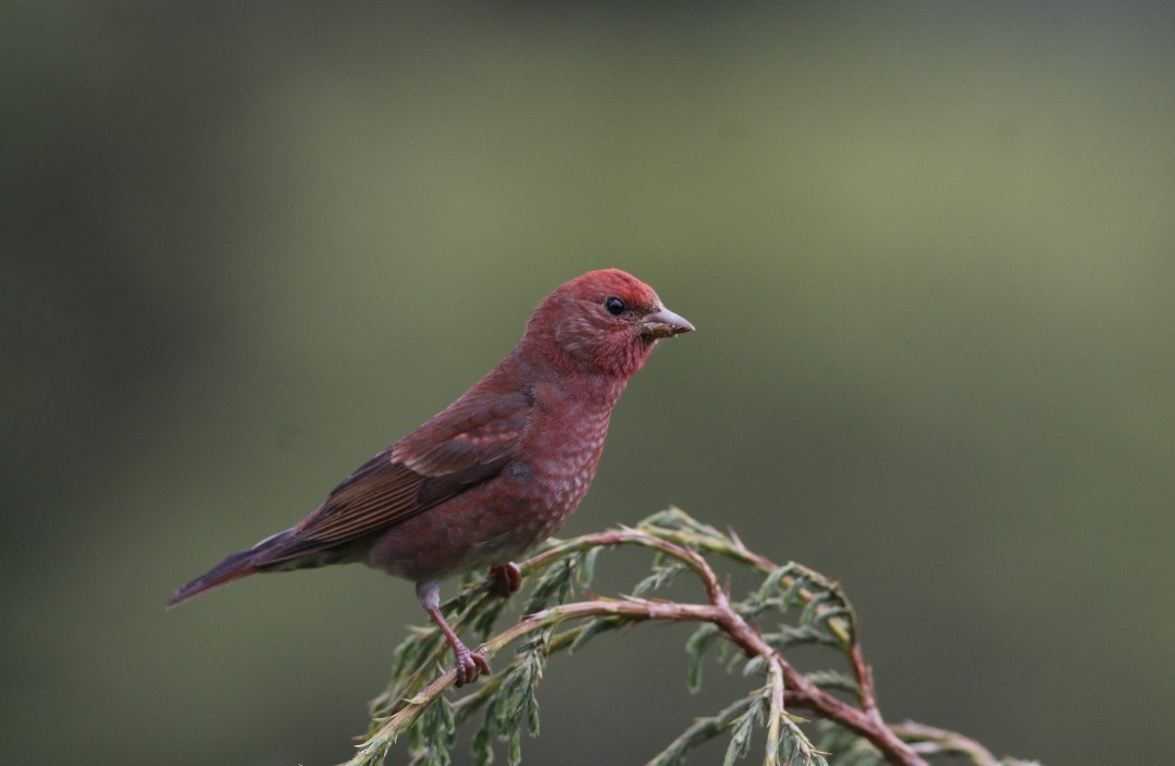 Blanford's Rosefinch - ML621165099