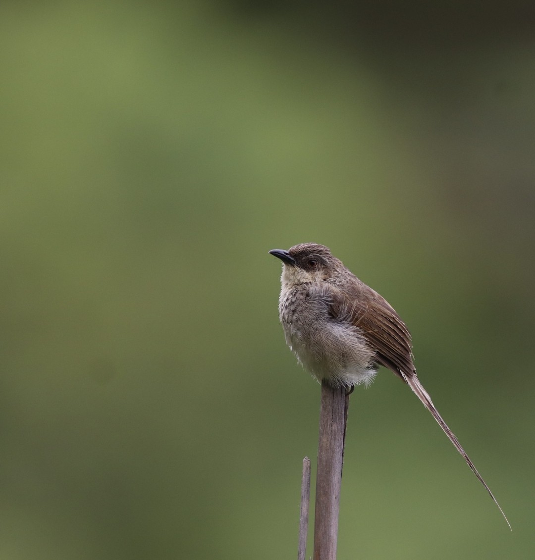 Himalayan Prinia - ML621165113